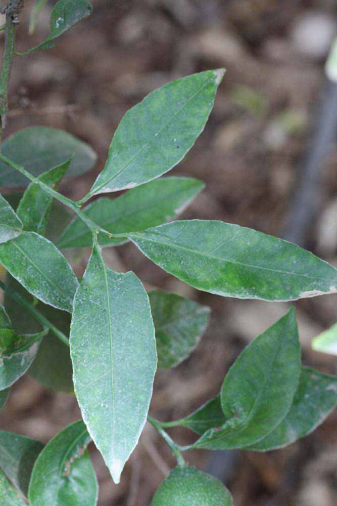              Shade leaves (Kinokuni, Riverside, CA)       